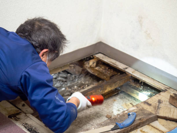 Best Mold Cleaning Services  in Olga, FL