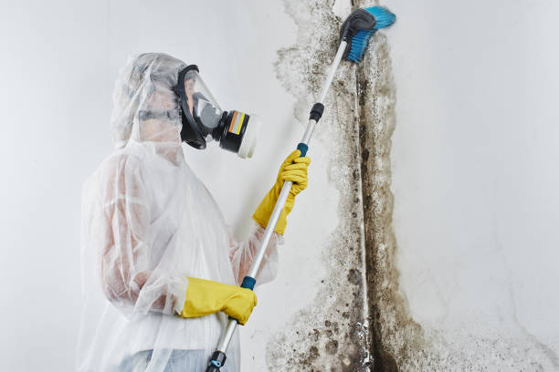 Best Mold Testing  in Olga, FL