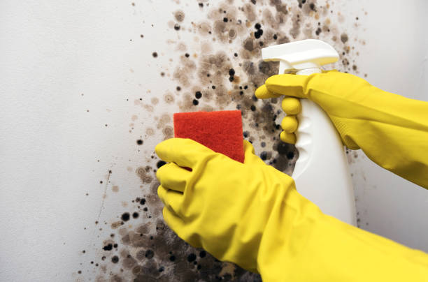 Best Mold Remediation  in Olga, FL