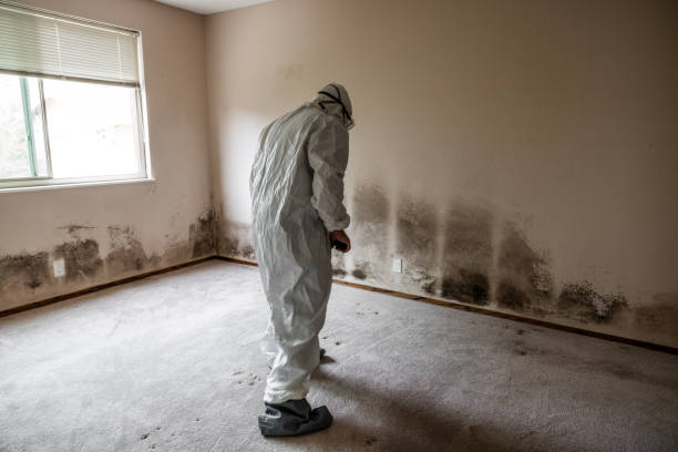 Best Toxic Mold Removal  in Olga, FL
