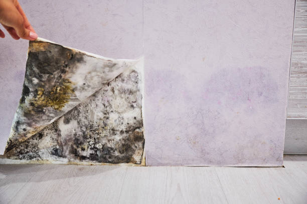 Best Black Mold Removal  in Olga, FL